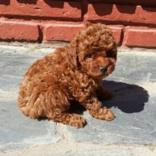 Puppies for sale poodle - United Kingdom, Chesterfield. Price 700 $