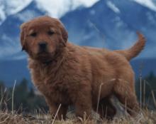 Puppies for sale golden retriever - Russia, Lincoln