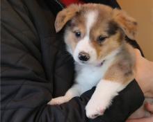 Puppies for sale , welsh corgi pembroke - Canada, Ontario