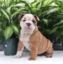 Puppies for sale english bulldog - Germany, Leverkusen