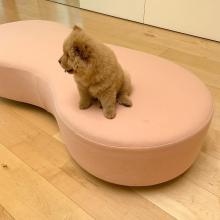 Puppies for sale , chow chow puppies - Luxembourg, Luxembourg