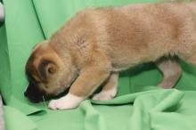 Puppies for sale akita - Cyprus, Limassol