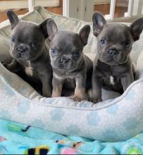 Puppies for sale french bulldog - Germany, Leipzig