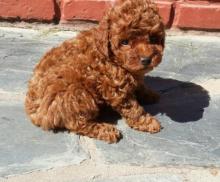 Puppies for sale poodle - Germany, Leipzig