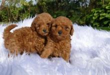 Puppies for sale poodle - Germany, Bremen