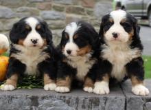 Puppies for sale bernese mountain dog - Uzbekistan, Fergana