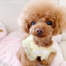 Puppies for sale poodle - Netherlands, Rotterdam