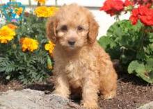 Puppies for sale cocker spaniel - Greece, Larissa