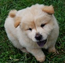 Puppies for sale chow chow - Russia, Lincoln