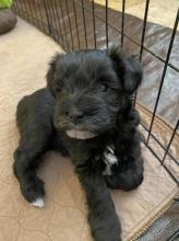 Puppies for sale other breed - Germany, Leverkusen