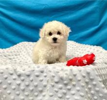 Puppies for sale , bichon frise - Italy, Tivoli