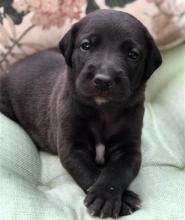 Puppies for sale american staffordshire terrier - Uzbekistan, Tashkent