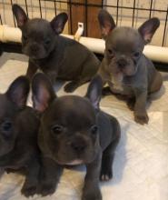 Puppies for sale french bulldog - Germany, Augsburg