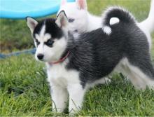 Puppies for sale haski, siberian husky - Belgium, Brussels