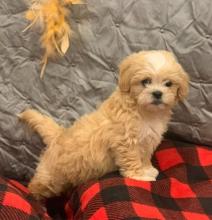 Puppies for sale , maltipoo - Turkmenistan, Ashgabat