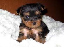 Puppies for sale yorkshire terrier - Poland, Warsaw