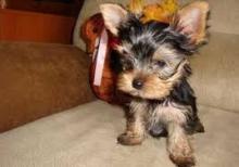 Puppies for sale yorkshire terrier - Romania, Constanta