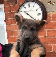 Puppies for sale german shepherd dog - Ukraine, Zaporizhzhya