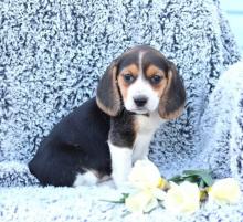 Продам щенка beagle - Hungary, Budapest