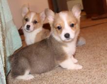 Puppies for sale , corgi - Germany, Saarbruecken