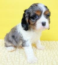 Puppies for sale cocker spaniel - Uzbekistan, Bukhara