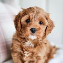 Puppies for sale , cavapoo - Uzbekistan, Samarkand