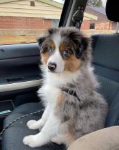 Puppies for sale australian shepherd - Denmark, Aalborg