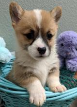 Puppies for sale , corgi - Czech Republic, Bratislava