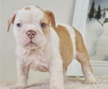 Puppies for sale english bulldog - Italy, Rome