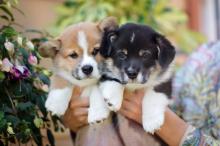 Puppies for sale , corgi - Italy, Rome