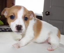 Puppies for sale jack russell terrier - Uzbekistan, Tashkent