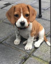 Puppies for sale beagle - Denmark, Aalborg