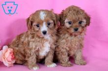 Puppies for sale , cavapoo - Canada, Ontario, Oshawa