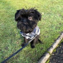 Puppies for sale belgian griffon - Ireland, Dublin