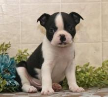 Puppies for sale boston terrier - France, Paris