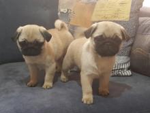 Puppies for sale pug - Lithuania, Vilnius