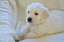 Puppies for sale golden retriever - Bulgaria, Dobrich
