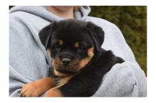 Puppies for sale rottweiler - Portugal, Lisbon