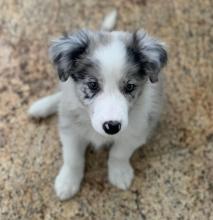 Puppies for sale border collie - Latvia, Riga