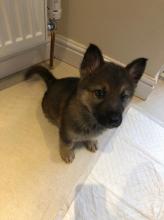 Puppies for sale german shepherd dog - Finland, Pori