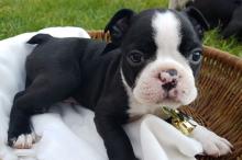 Puppies for sale boston terrier - Cyprus, Ayia Napa