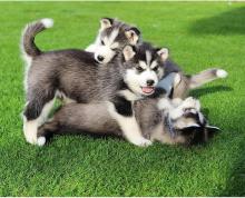 Puppies for sale other breed - Sweden, Lulea