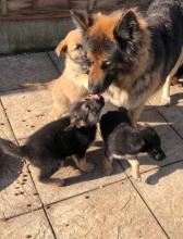 Puppies for sale german shepherd dog - United Kingdom, Norfolk Island