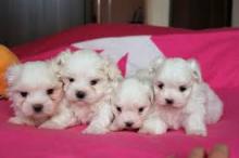 Puppies for sale maltese - Spain, Barcelona