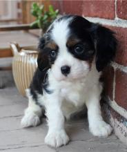 Puppies for sale , cavalier king - Latvia, Limbazhi