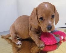 Puppies for sale dachshund - Ukraine, Zaporizhzhya