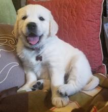 Puppies for sale golden retriever - Italy, Brescia