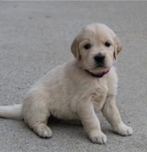 Puppies for sale golden retriever - Netherlands, Vught