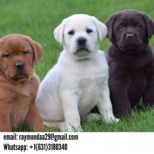 Puppies for sale labrador retriever - Denmark, Kopenagen. Price 800 €