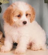 Puppies for sale , cavanese - Ukraine, Luck